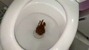 my boobs with my poop